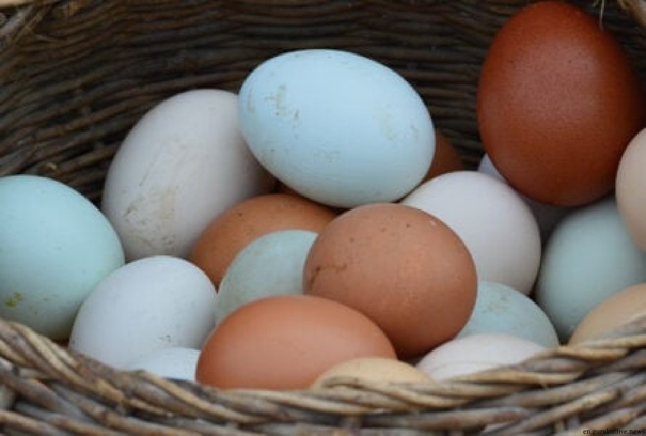 Govt gives permission to 4 companies to import four crore eggs