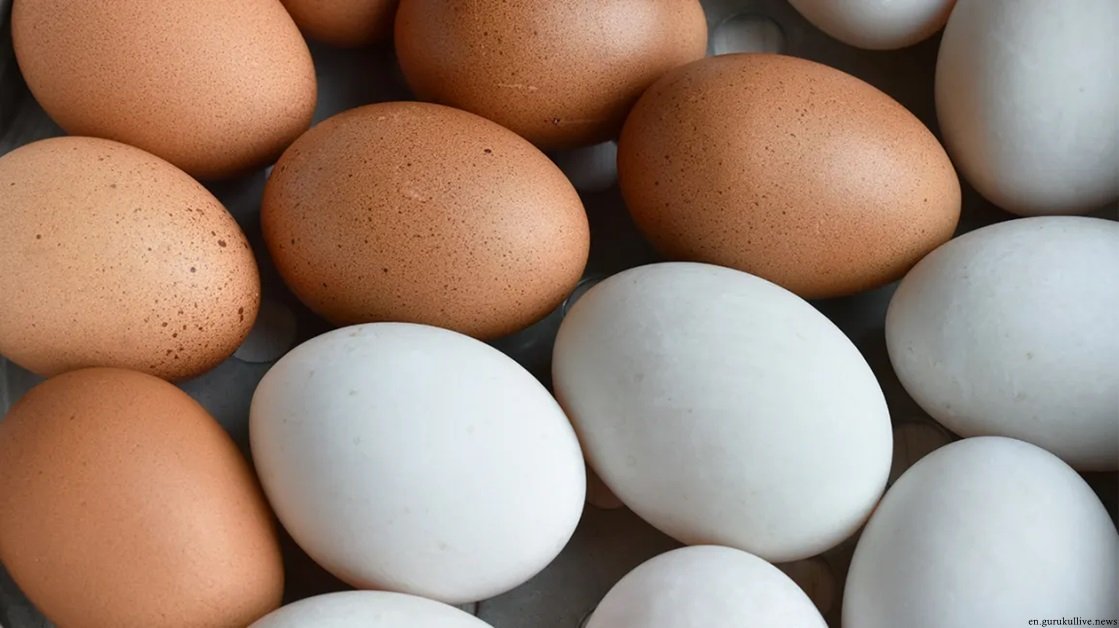 Govt gives permission to 4 companies to import four crore eggs